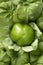 Single fresh peeled green tomatillo in a husk close up