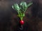 Single fresh radish with green leaves in spray of water.