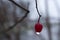 single fresh red berry with a drop of water on its tip hanging on a thin branch in autumn morning