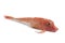 Single fresh red Tub gurnard