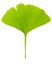 Single fresh spring green leaf of gingko Ginkgo biloba isolated on white background