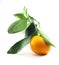 Single Fresh thai orange fruit with green leaf