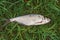 Single freshwater fish zope or the blue bream on black fishing n