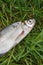 Single freshwater fish zope or the blue bream on black fishing n
