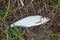 Single freshwater fish zope or the blue bream on black fishing n