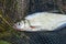 Single freshwater fish zope or the blue bream on black fishing n