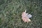 Single frosted leaf on grass.