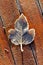 Single Frosty Leaf on Red Wooden Table