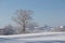 Single frosty tree in a snow field