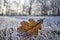 Single frozen oak leaf in frozen grass, grassland, backligting