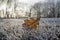 Single frozen oak leaf in frozen grass, grassland, backligting