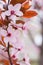 Single fruit tree flowers