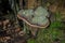 Single fungus red belted conk - latin name Fomitopsis pinicola