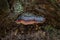 Single fungus red belted conk - latin name Fomitopsis pinicola