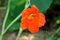 Single Garden nasturtium or Tropaeolum majus flowering plant with disc shaped leaves and orange flower planted in local garden