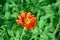 Single garden ornamental flower blooming with orange petals and yellow pollination with green leaf background