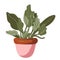 Single garden pot with plant. Garden decoration and tools. Vector. doodle clipart. Isolated on a white background. For design,