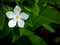 Single Gardenia Flower Blooming