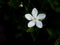 Single Gardenia Flower Blooming