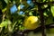 Single Garey`s Eureka lemon on a branch