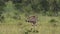 A Single Gemsbok Standing In The Grassland And Waving Its Tail In El Karama Lodge Kenya.-