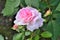 Single gentle pink rose with buds in the garden close up