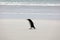 A single Gentoo penguin runs across the beach in The Neck on Saunders Island, Falkland Islands