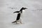 A single Gentoo penguin runs across the beach in The Neck on Saunders Island, Falkland Islands