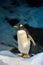 Single Gentoo Penguin standing on Ice and Snow in fornt of Stones and Ice