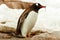 Single Gentoo penguine, Antarctica