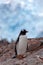 Single Gentoo penguine, in front of huge glacier, Antarctica