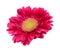 Single Gerbera