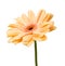 Single Gerbera