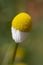 A single German chamomile flower beginning to bloom.