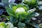 Single giant cabbage on a field