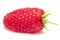 Single giant, elongated raspberry