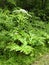 Single Giant Hogweed plant along the roadside