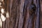 Single giant sequoia in the forest, close up giant sequoia, Sequoiadendron giganteum