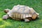 Single giant tortoise