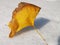 Single ginkgo leaf lying on snow