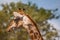 Single giraffe in front of trees in Etosha National Park, Namibia