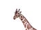 Single giraffe looking at camera isolated on white background , clipping path