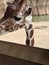 Single giraffe peering over fence