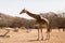 Single giraffe on the savanna in a national park