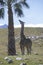 Single giraffe standing with palm tree