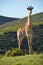 Single giraffe standing proudly on farm in South Africa.