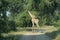 Single Giraffe walking in the dust road.