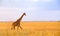 Single Giraffe walking in the Serengeti