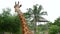 Single giraffe in the zoo safari park. giraffe in the zoo. giraffe chewing. giraffa camelopardalis , head close up.