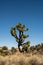 Single Gnarly Joshua Tree Reaches Out Above The Scrub Brush Surrounding It